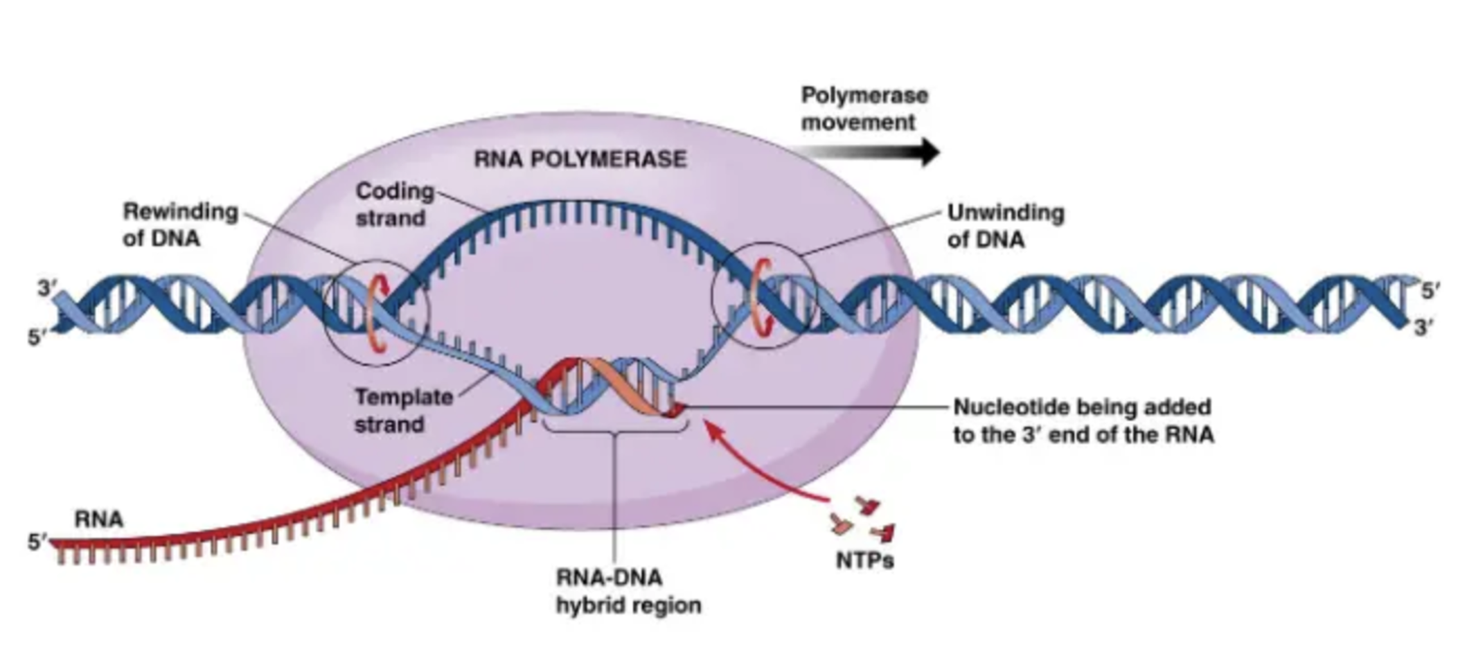 Figure 19.3. Transcription elongation. 